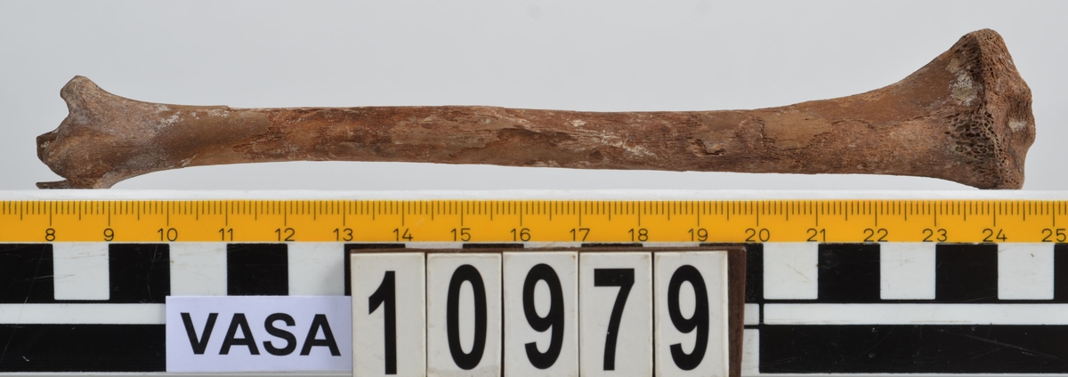 Ben från får/get (Ovis aries/Capra hircus).
1 st. fragment av skulderblad (scapula).
1 st. överarm (humerus).
1 st. strålben (radius).
1 st armbågsben (ulna).
1 st. lårben (femur).
1 st. skenben (tibia).
1 st. del av bäckenben ( del av pelvis).