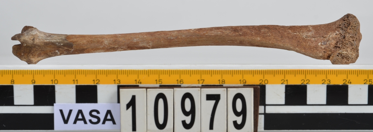Ben från får/get (Ovis aries/Capra hircus).
1 st. fragment av skulderblad (scapula).
1 st. överarm (humerus).
1 st. strålben (radius).
1 st armbågsben (ulna).
1 st. lårben (femur).
1 st. skenben (tibia).
1 st. del av bäckenben ( del av pelvis).