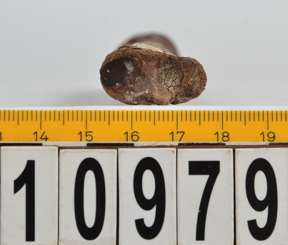 Ben från får/get (Ovis aries/Capra hircus).
1 st. fragment av skulderblad (scapula).
1 st. överarm (humerus).
1 st. strålben (radius).
1 st armbågsben (ulna).
1 st. lårben (femur).
1 st. skenben (tibia).
1 st. del av bäckenben ( del av pelvis).