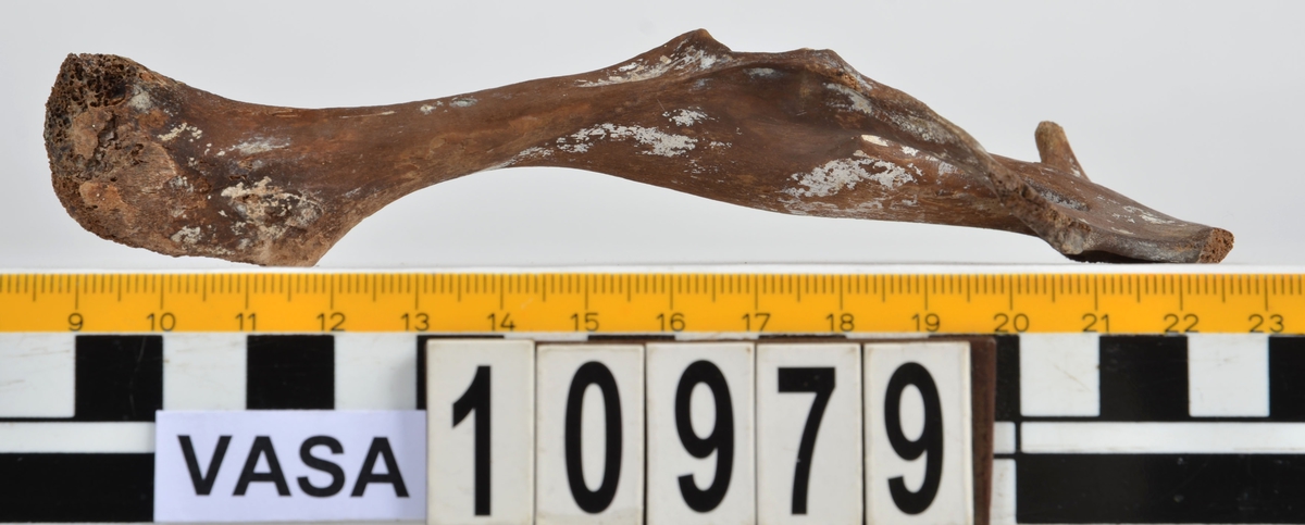 Ben från får/get (Ovis aries/Capra hircus).
1 st. fragment av skulderblad (scapula).
1 st. överarm (humerus).
1 st. strålben (radius).
1 st armbågsben (ulna).
1 st. lårben (femur).
1 st. skenben (tibia).
1 st. del av bäckenben ( del av pelvis).