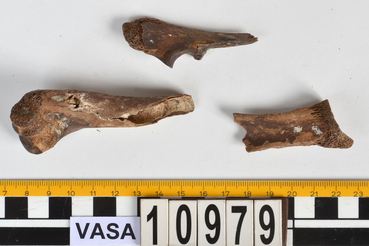 Ben från får/get (Ovis aries/Capra hircus).
1 st. fragment av skulderblad (scapula).
1 st. överarm (humerus).
1 st. strålben (radius).
1 st armbågsben (ulna).
1 st. lårben (femur).
1 st. skenben (tibia).
1 st. del av bäckenben ( del av pelvis).
