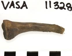 Människoben från skeppet Vasa