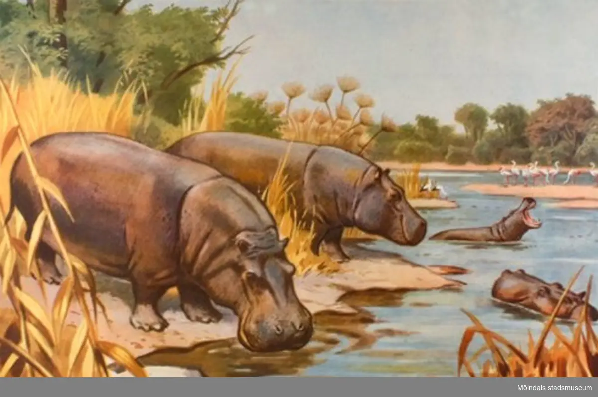 22920:1 - Lejon (savann).
22920:2 - Gorilla (urskog).
22920:3 - Elefant (Centralafrika).
22920:4 - Tiger (indisk jungel).
22920:5 - Isbjörn (polarlandskap).
22920:6 - Känguru (Australien).
22920:7 - Dromedarer (oas).
22920:8 - Struts (savann).
22920:9 - Haj (ostindiskt korallrev).
22920:10 - Flodhäst.
22920:11 - Blåval (Södra ishavet).
22920:12 - Lama (Anderna).
22920:13 - Noshörning (savann).

13 st skolplanscher som användes vid Zoologiundervisning på Gamla Liveredsskolan i Kållered.