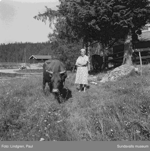 Fäbod i Norrböle, Attmar. Tre kvinnor spelar gitarr och cittra, kvinna med kossor.