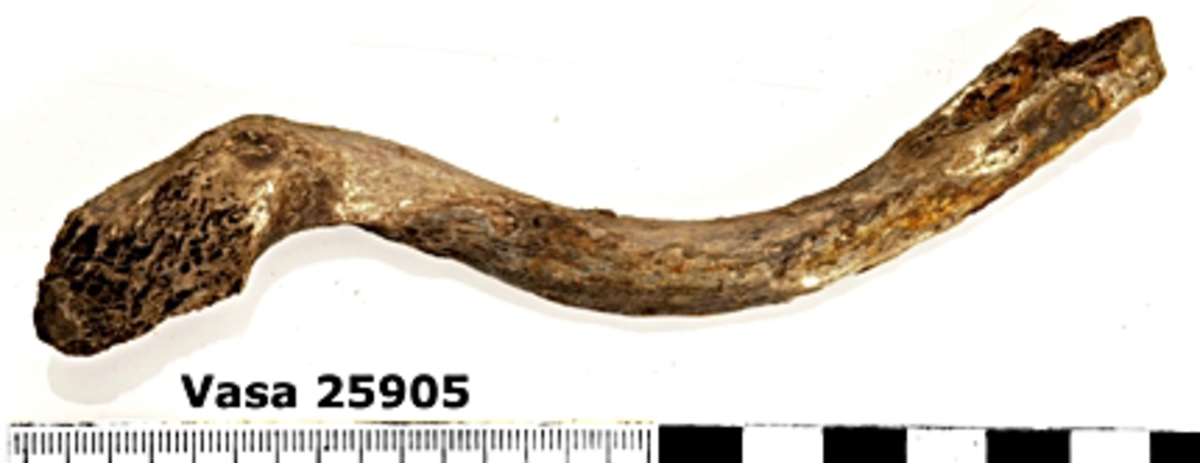 Nyckelben, vänster. Smuligt i ändarna.
Clavicula, sinister.
