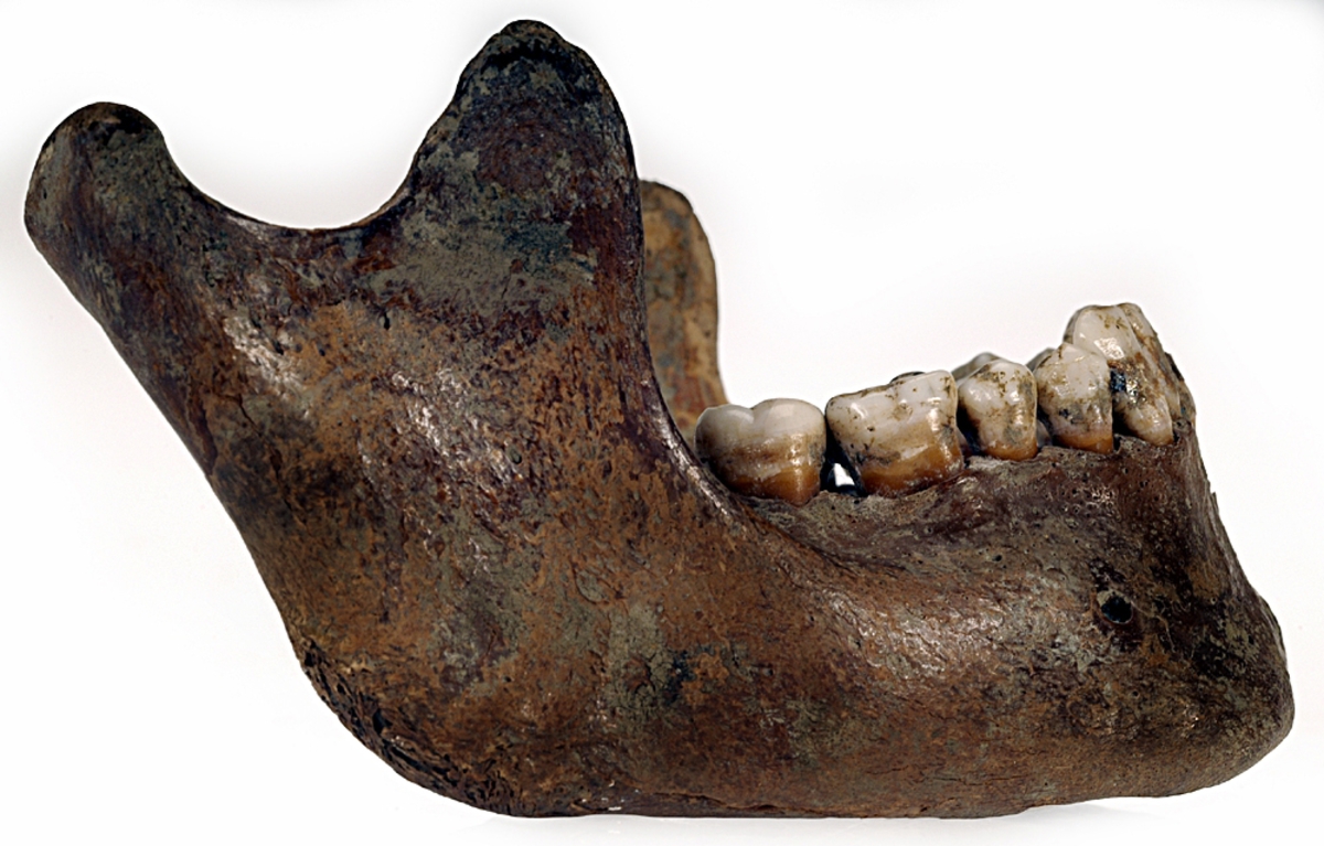 Underkäke med 14 tänder. I gott skick.
Mandibula.