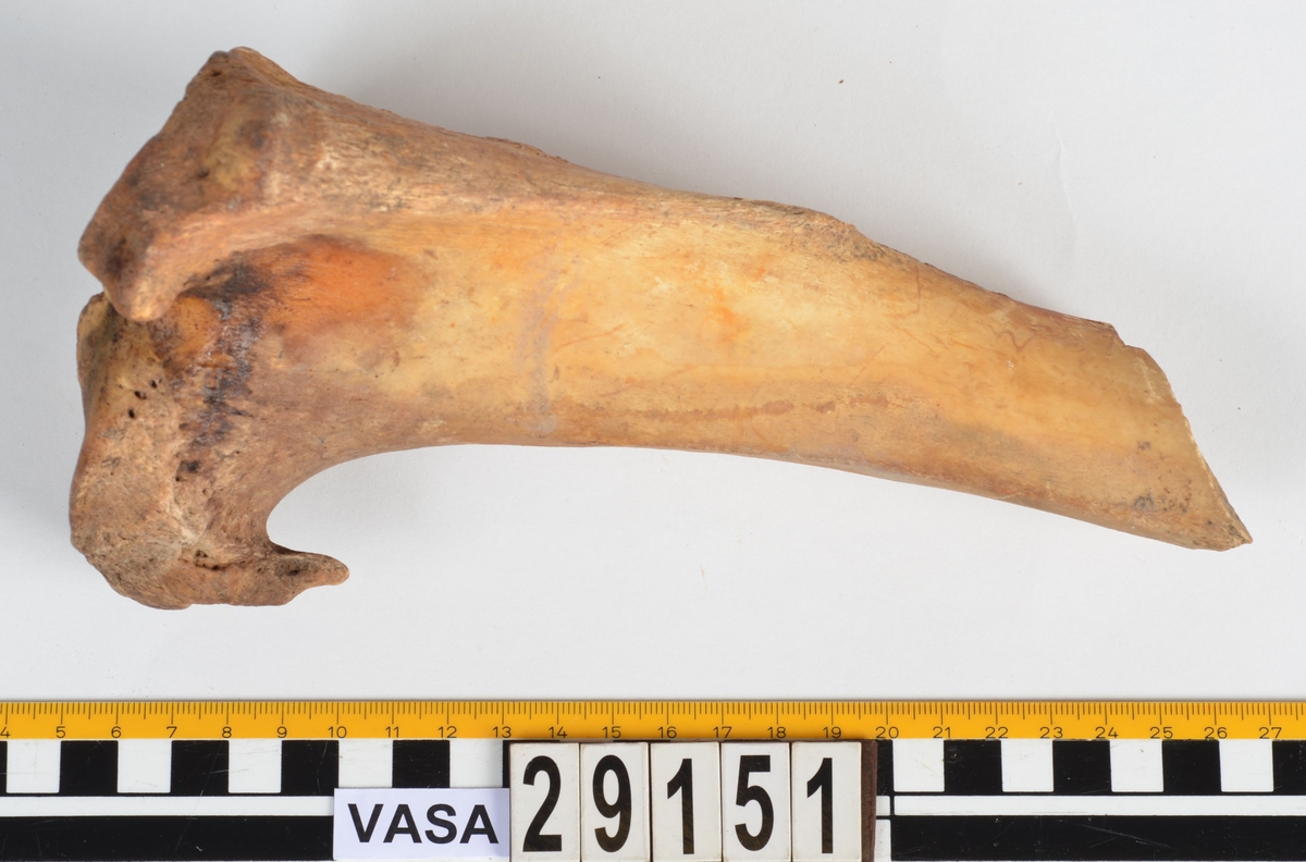 Nötben.
1 st. del av bäckenben (pelvis).
1 st. skenben (tibia).