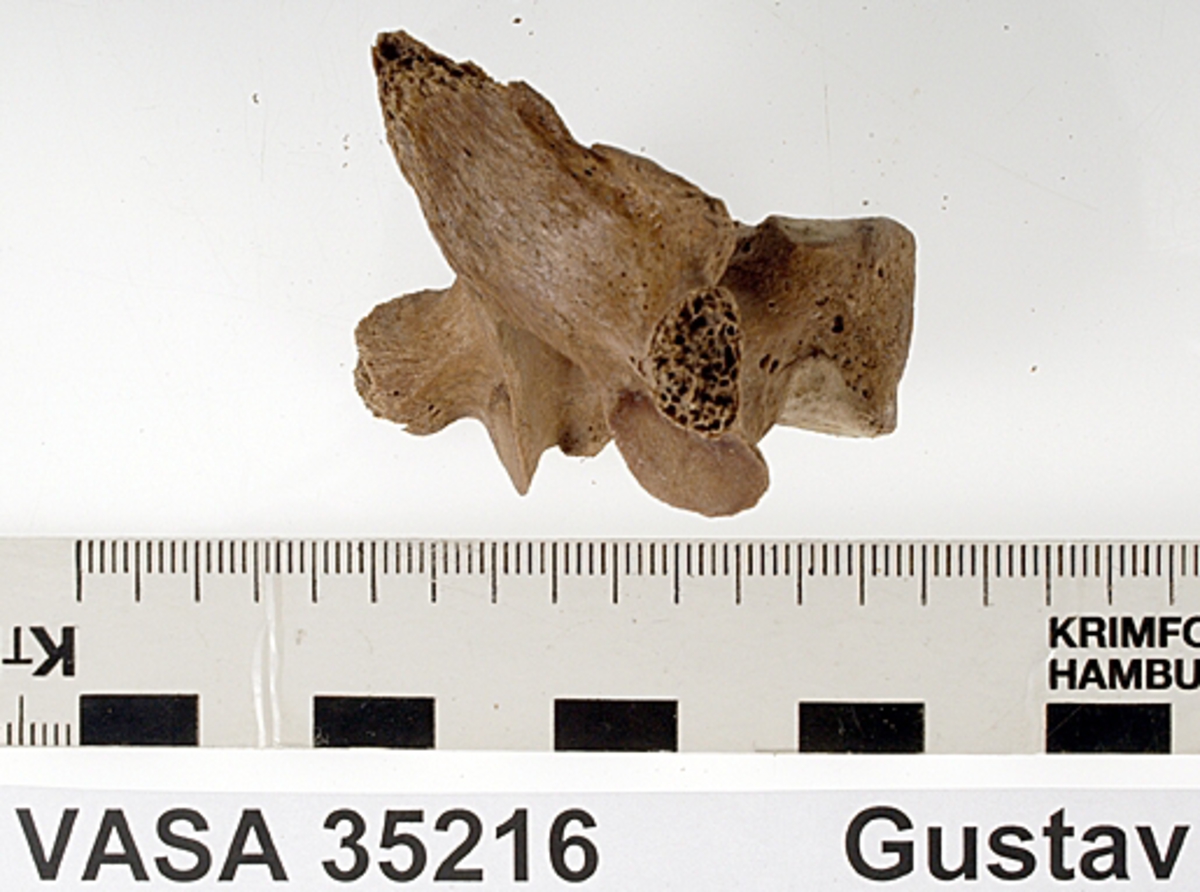Bröstkota nr 2. I gott skick.
Vertebra Thoracicae no 2.