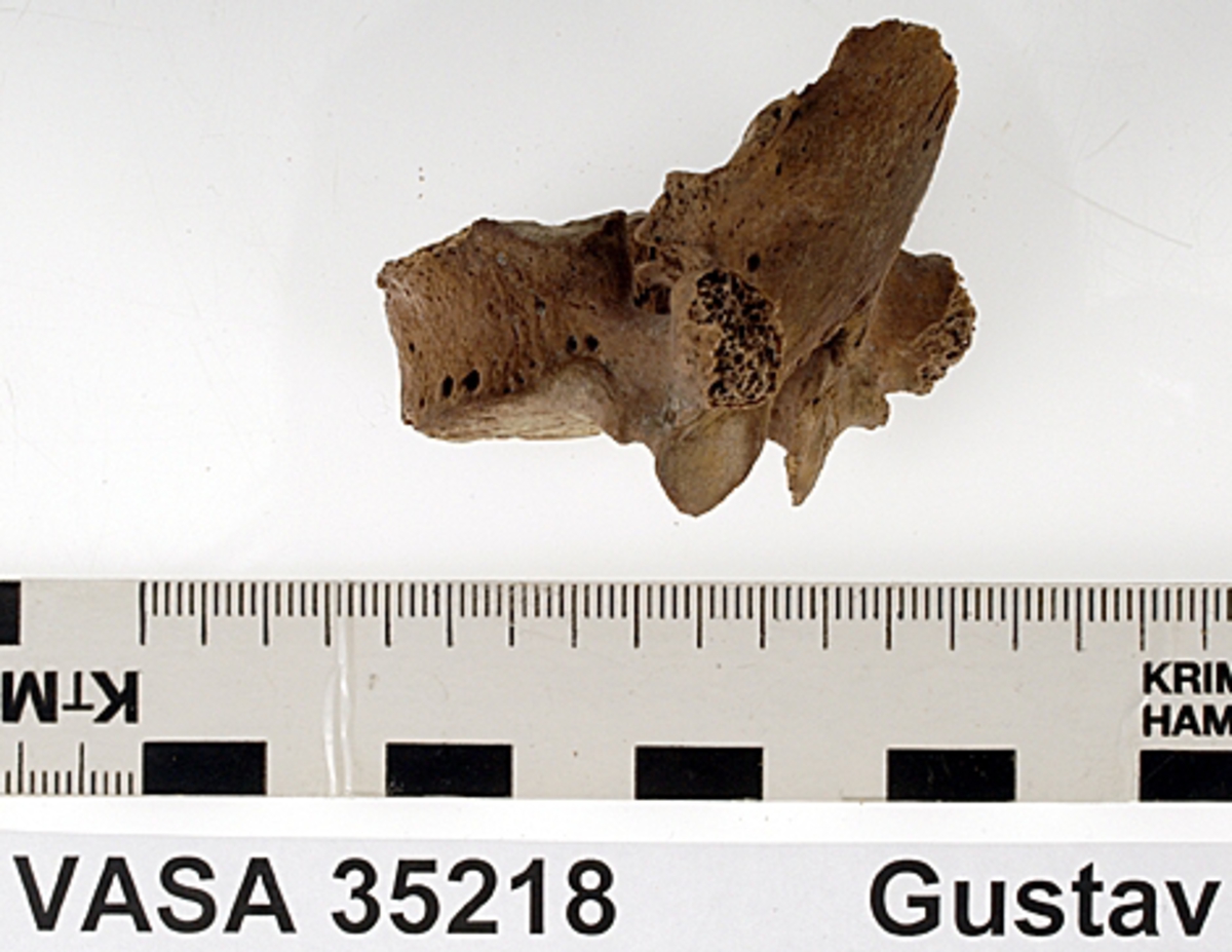 Bröstkota nr 4. I gott skick.
Vertebra Thoracicae no 4.