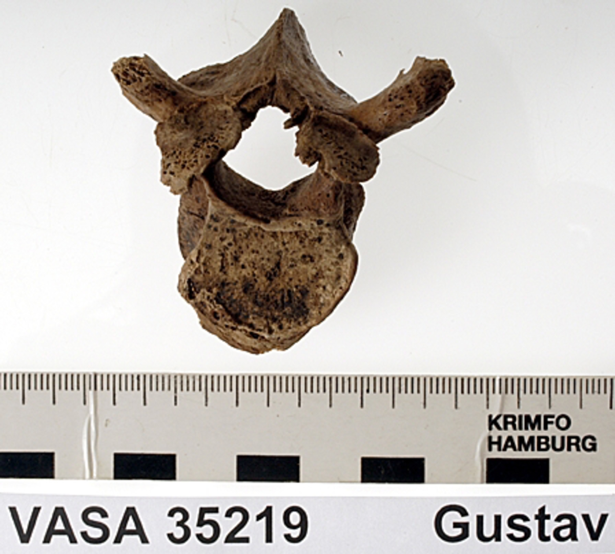 Bröstkota nr 5. I gott skick.
Vertebra Thoracicae no 5.
