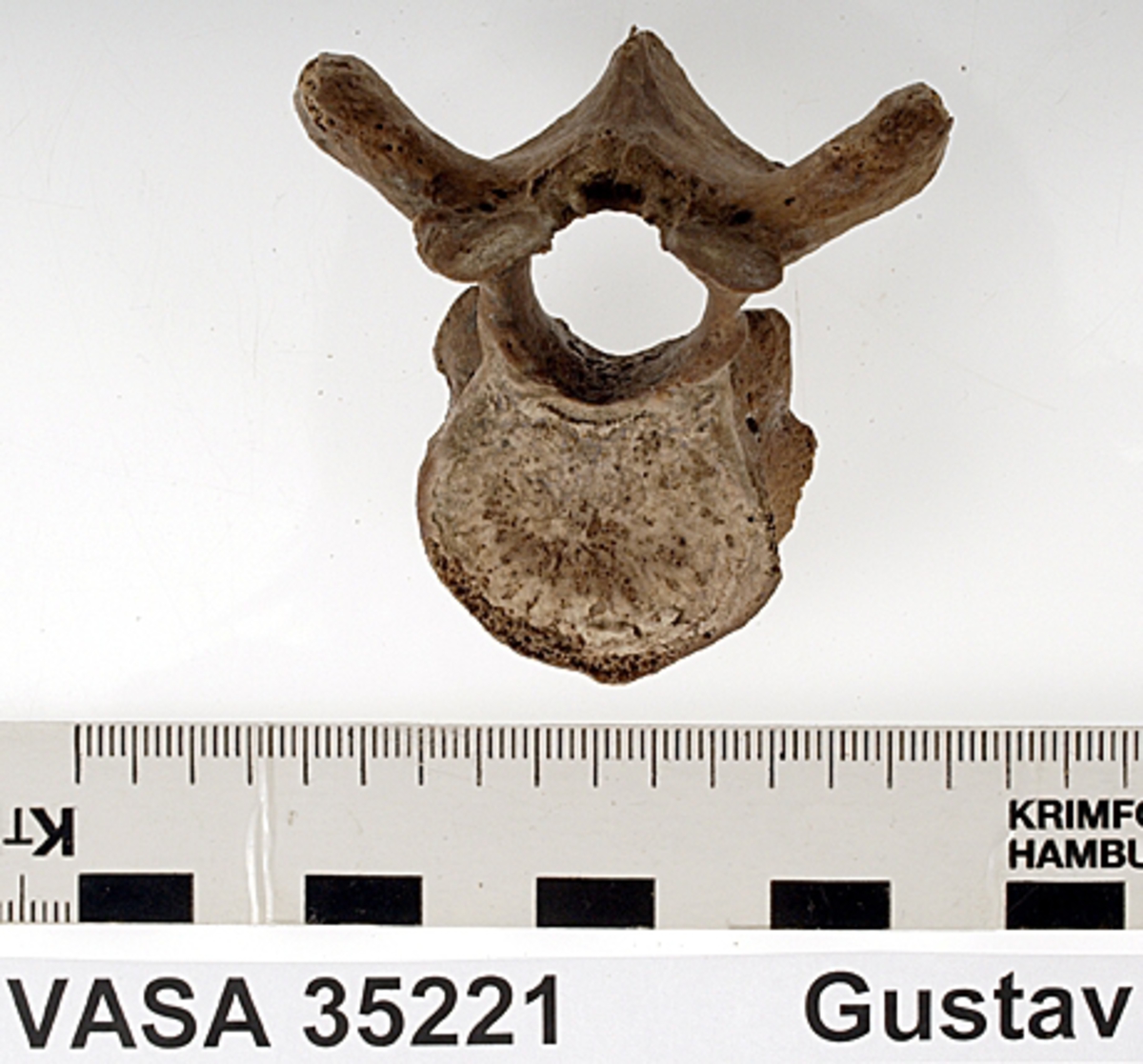 Bröstkota nr 7. I gott skick.
Vertebra Thoracicae no 7.