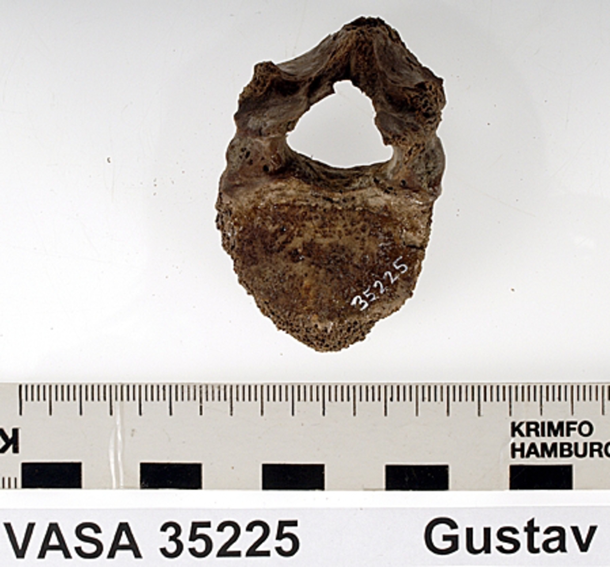 Bröstkota nr 11. I gott skick.
Vertebra Thoracicae no 11.