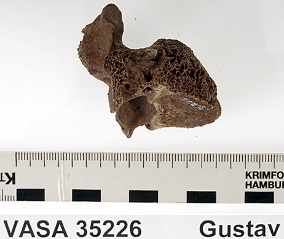 Bröstkota nr 12. I gott skick.
Vertebra Thoracicae no 12.