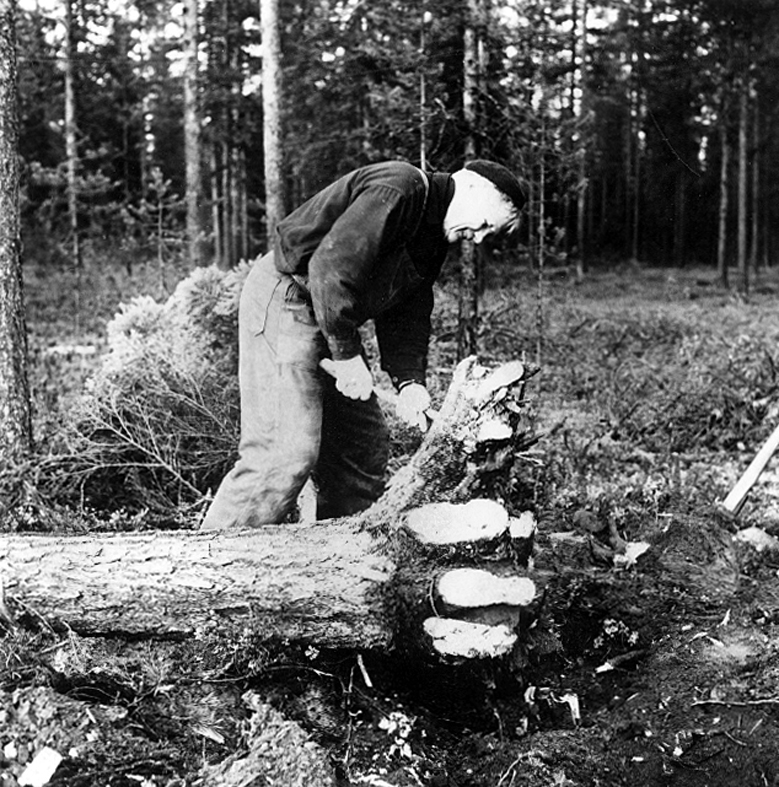 Neg nr 20. Költallens rotklump efter fällningen. Foto 6.10 (1962).