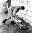Neg nr 32. Bernt Larsson lägger första bordgångens fyra bräder i blöt i en låda vid ladugårdsväggen, som (bör stå: vilken) kan fyllas med kallt vatten från ladugården. Bräderna hålls med stenar nere i vattnet. Foto 6.8 (1962).
