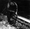 Neg nr 112. Från bordsbrädans överkant täljs bort med yxa. Foto 8.8 (1962).