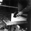 Neg nr 114. Bordskarvens snedhuggas med yxa med. Foto 8.8 (1962).