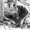 Neg nr 199. Ämne till baknaft hugges ur gran med vidsittande rotben. Foto 14.8 1962.