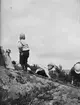 Olle, Ivar och Signe Liljefors med flera, Berthåga, Uppsala 1901