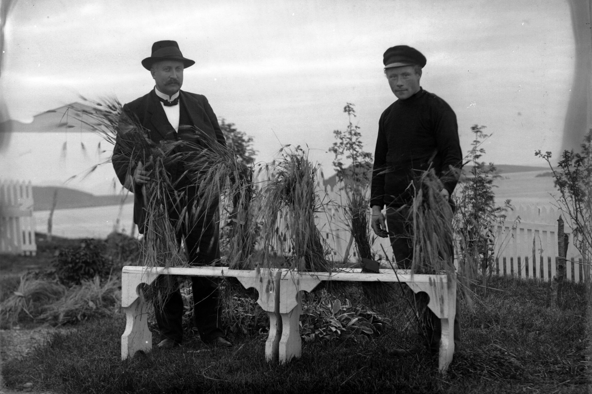 To menn viser frem kornaks i hagen på Røkenes gård. I forgrunnen to  benker.