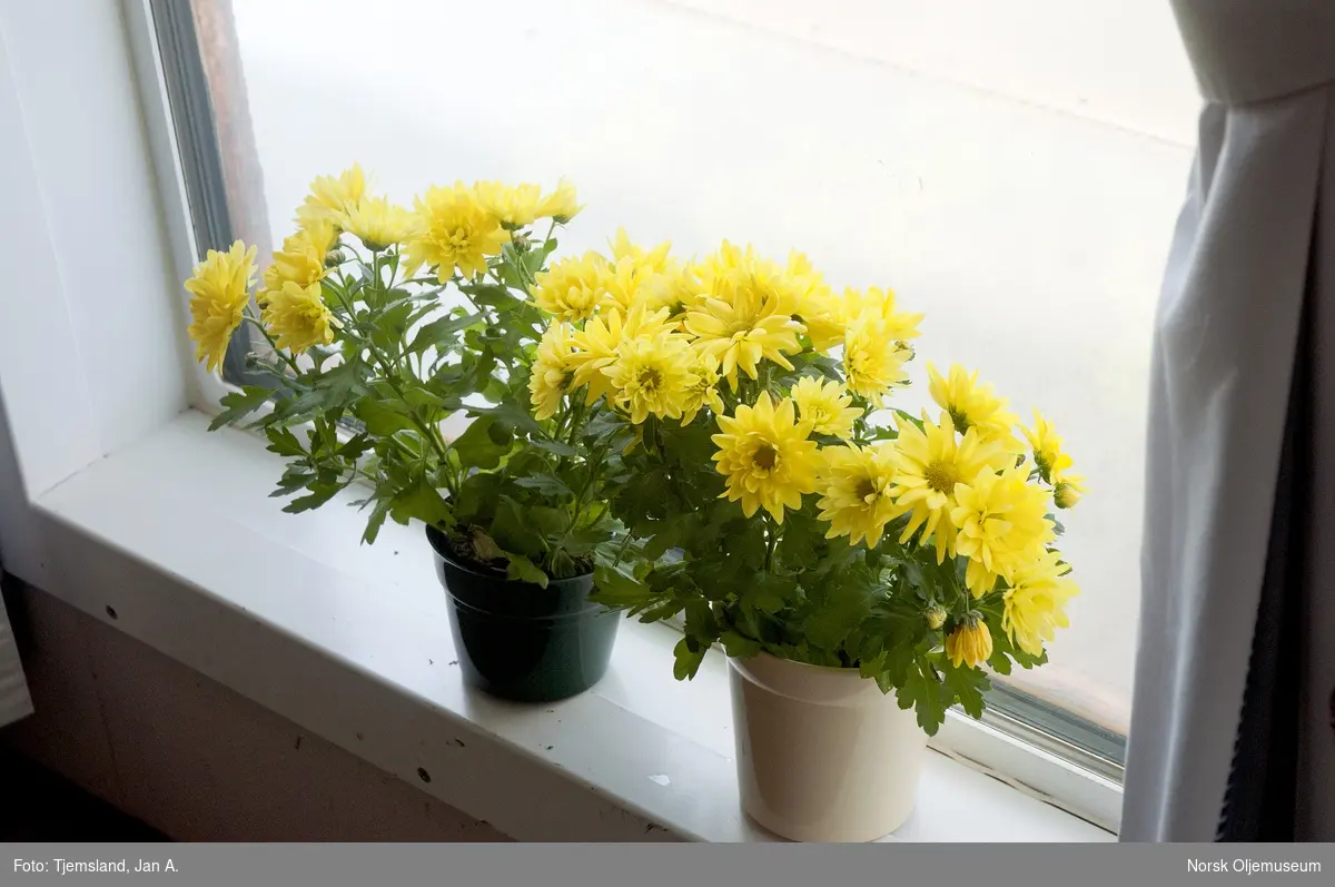 Påskefeiringen var nettopp avsluttet på Statfjord A da dette bildet av blomstene i kantinevinduet ble tatt.