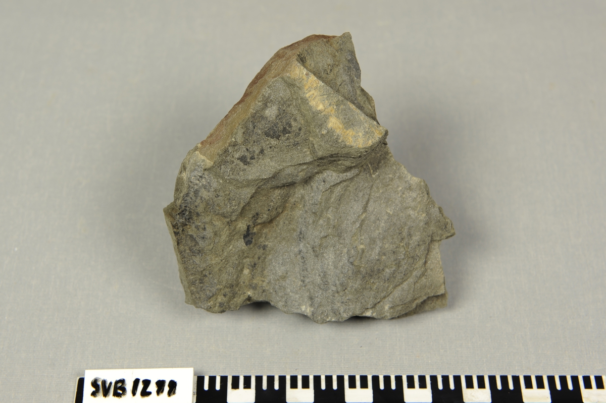 Stein med blad fossil på ene siden. Løvtre.