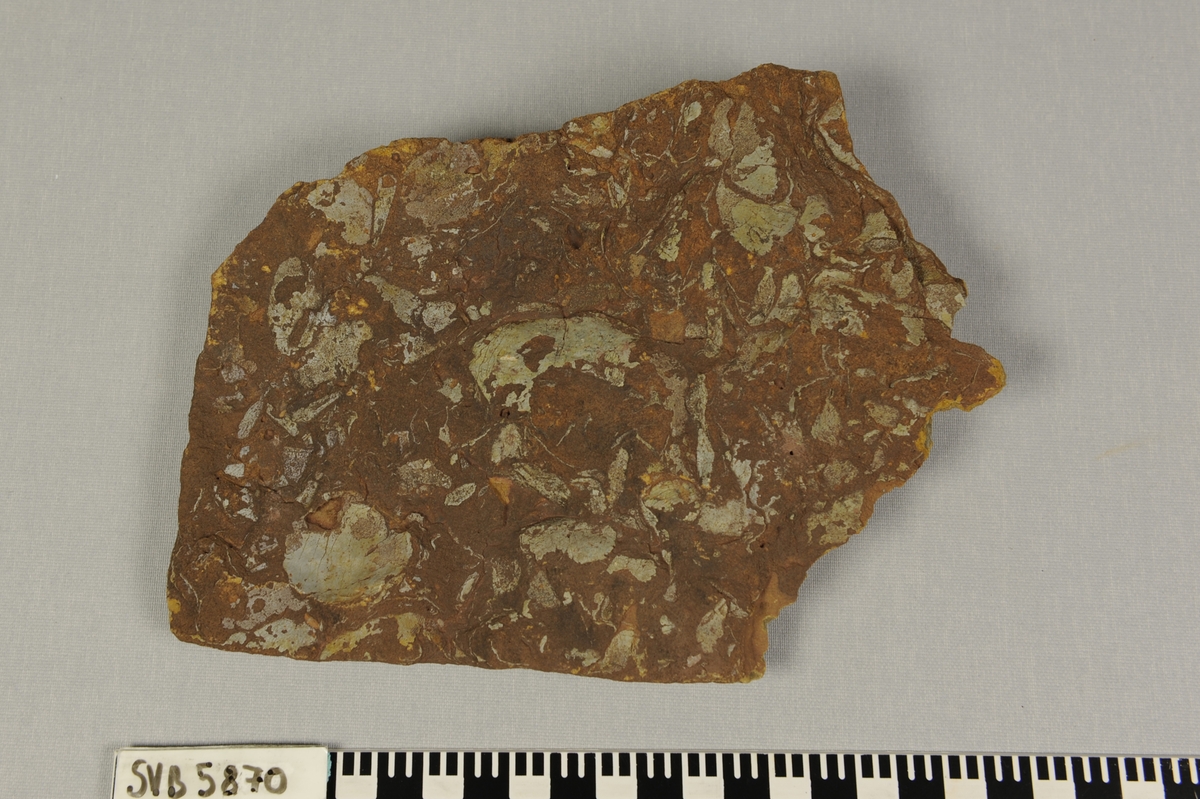 Rødbrun steinplate med fossile skjell av dyret urfisk fra devontiden, Pteraspider.