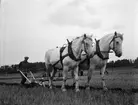 Plöjningstävling, Uppland september 1935