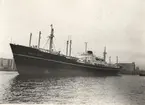 M/S KRISTIN BAKKE. Foto från Köpenhamn 1955.