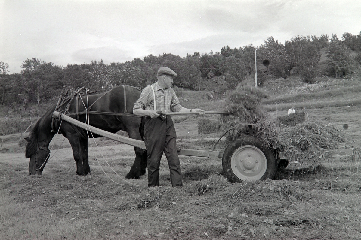 Nyslått gress kjøres med hest og vogn. Harald Hansen på Elgsnes lesser på vogna. Hesje i bakgrunnen.