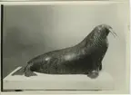 'Modell av valross, snett från sidan, vuxen, gammal hane. Skulptur av  Hilmer Skoog, modell 1:10. Fynddatum: 1927-01-10. ::  :: Utställd i valsalen (2007-10-31).'