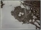 'Bo med 3 st ägg av fjällvråk, närbild. Snö på marken. ::  :: Se fotonr. 113-115. ::  :: Ingår i serie med fotonr. 106-127.'
