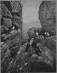 'Diorama ''Stora Karlsö'', ca 15 alkor i klippskreva. ::  :: Maskinskriven text vid bilden ''Alksamhällena vid Spangände på Stora Karlsö. Diorama i Göteborgs Naturhistoriska museum utfört 1923 av Olof Gylling. ::  :: Ingår i serie med fotonr. 1251-1257.'