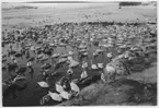 'Svanar i Landskrona hamn. Stor flcok svanar på öppet vatten med isflak,  intill strandkanten. ::  :: Se fotonr. 1358-1368, 1430, 2544-2545 samt 945-950, samma motiv samma år.'