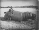 'Död flodhäst liggande på stranden, 1 man stående framför i höftbeklädnad. ::  :: Ingår i fotoserienr 149-155.'