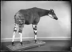 'Okapi, monterad,.Fynddatum: 1912-00-00. ::  :: Står utställd i monter nr. 34 i däggdjurssalen på Göteborgs Naturhistoriska Museum (2007-10-02). ::  :: Ingår i serie med fotonr. 1594-1598.'