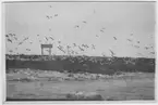 'Fotografier tagna av konservator David Sjölander på Gotland sommaren 1929 och under Akka-expeditionen maj 1929: ::  :: Måssvärm. Fågelmoln in över land från havet, vid strandkanten. ::  :: Se fotonr. 1468, samma motiv men annat avstånd. ::  :: Ingår i serie med fotonr. 1760-1769. ::  :: Ingår i serie med fotonr. 1762-1764.'