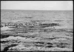 'Fotografier tagna av konservator David Sjölander på Gotland sommaren 1929 och under Akka-expeditionen maj 1929: ::  :: Måsungarna samlas på södra udden. Vy ut mot havet. ::  :: Ingår i serie med fotonr. 1760-1769.'