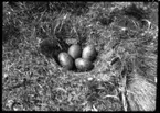 'Fotografier tagna av konservator David Sjölander på Gotland sommaren 1929 och under Akka-expeditionen maj 1929: ::  :: Gråtrut, bo med 4 ägg. Fläckiga ägg, boet på marken. ::  :: Ingår i serie med fotonr. 1760-1769.'