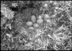 'Fotografier tagna av konservator David Sjölander på Gotland sommaren 1929 och under Akka-expeditionen maj 1929: ::  :: Bo med 5 ägg, närbild. Dunkrans i boet. ::  :: Ingår i serie med fotonr. 1760-1769.'