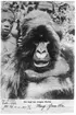 'Bergsgorilla. 2 människor bakom gorillan. ::  :: Ingår i serie med fotonr. 1975-1997.'