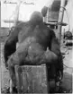 'Gorilla, placerad på en ''träpall'', sedd bakifrån, ryggtavlan. ::  :: Ingår i serie med fotonr. 1975-1997.'