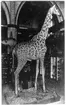 'Giraff i utställningssal, 1 man står intill monteringen. ::  :: Ingår i serie med fotonr. 1975-1997.'