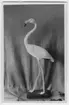 'Flamingo, hona. ::  :: På baksidan av vykortet står ''Flamingo, erlegt von Lübbert Entyres, Uphusen Grashams, am grossen Meer (12 km östlich von Emden) um 22.11.1926, 2 Uhr nashts. Ausgestoppt von Gebr. Beckovom?, Nordseebaol Borkum. Im Auftrag des Museums in Emden.'''