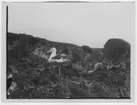 'Vy med albatross på boet, närbild. ::  :: Ingår i serie med fotonr. 2003-2011.'