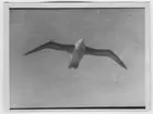 'Flygande albatross, närbild. ::  :: Ingår i serie med fotonr. 2003-2011.'