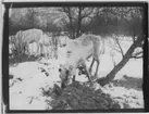 'Ätande ren bunden i ett träd, en ren i bakgrunden. Busk och trädvegetation med snötäckt mark. ::  :: Se även fotonr. 248.'