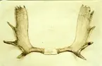 'Horn, 14,5-spetsade (likvärdiga), vikt 8,7 kg. ::  :: Hänger i däggdjurssalen, ovanför monterskåp 1 och 2 på Göteborgs Naturhistoriska Museum.'