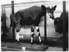 'Monterad okapi, hane, i däggdjurssalen. ::  :: Ingår i serie med fotonr. 2770-2772. ::  :: Okapin finns i monter nr. 34 i däggdjurssalen på Göteborgs Naturhistoriska museum (25-05-2007). Gen.kat.nr 1912-2156.'