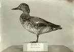 'Kricka, gammal hane i övergångsdräkt. Fynddatum: 1909-07-26. ::  :: Bilden med i  Göteborgs Naturhistoriska museums Årstryck 1910 s.28.'